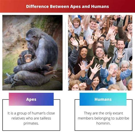 ways great apes are similar to humans